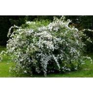 Саджанець Дейція scabra Plena в контейнері