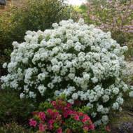 Шуазія Aztec pearl в контейнері