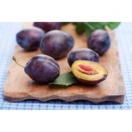 Саженец Слива венгерка Юбилейная