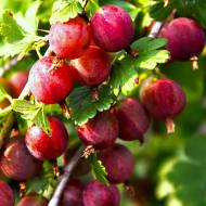 Саженец Крыжовник Сварог в контейнере