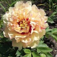 Півонія Itoh Canary Brilliants в контейнері