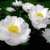 Саженец пиона Miss America в контейнере