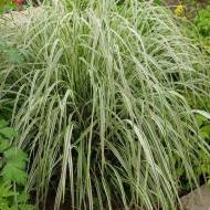 Війник Overdam в контейнері