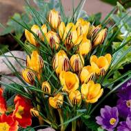 Крокус ботанічний Gipsy Girl