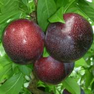 Саджанець Слива диплоїдна Кримсон Гло