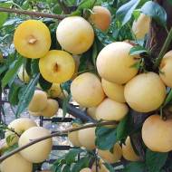 Саджанець слива То-чі-сан