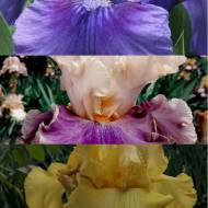 Микс ирисов (3 шт.)