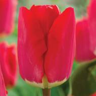 Тюльпан тріумф Fostery King