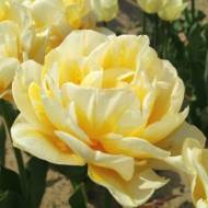 Тюльпан махровий Flaming Evita