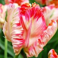 Тюльпан папуговий Apricot Parrot