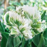 Тюльпан попугайный Super Parrot