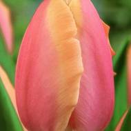 Тюльпан триумф Early Glory