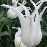 Тюльпан лілієцвітний White Star