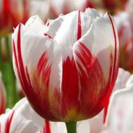 Тюльпан триумф Happy Generation