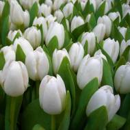 Тюльпан тріумф Royal Virgin