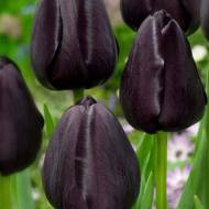 Тюльпан тріумф Black Bean