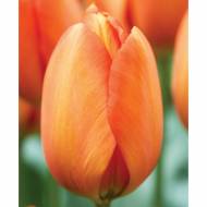 Тюльпан тріумф Orange Cassini