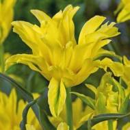 Тюльпан лілієцвітний Yellow Spider