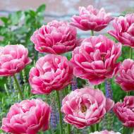 Тюльпан махровий Aveyron