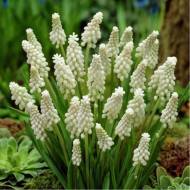 Мускарі Botryoides Album