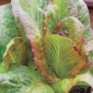 Салат Мішутка-Ромен за 0,5 г