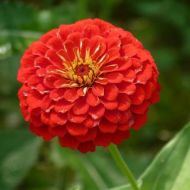 Цинния Крымсон монарх за 0,5 г