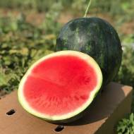 Арбуз Экстази F1 (Голландия) за 3 сем.