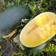 Кавун Шуга Єллоу F1