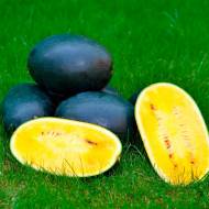 Кавун Шуга Єллоу F1 за 5 нас.