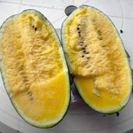 Арбуз Шуга Йеллоу F1