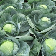 Капуста Сапфір F1 за 10 нас.