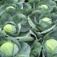 Капуста Сапфір F1 за 10 нас.