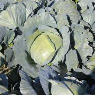 Капуста Сапфир F1 за 10 сем.