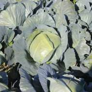 Капуста Сапфир F1 за 10 сем.