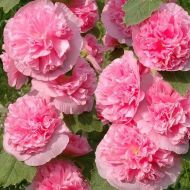 Мальва Розовая замша за 0,3 г