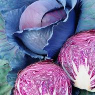 Капуста Інтеграл F1