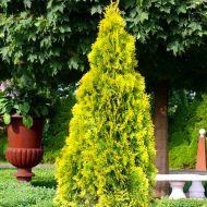 Саджанець Туя Голден Брабант в контейнері