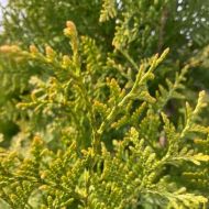 Саджанець Туя Голден Брабант в контейнері