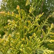 Саджанець Туя Голден Брабант в контейнері