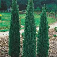 Саджанець Ялівець звичайний Sеntinel в контейнері