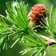 Саджанець Модрина Європейська в контейнері