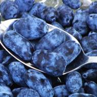 Саженец Жимолость съедобная Тундра в контейнере