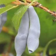 Саженец Жимолость съедобная Гордость Бакчара в контейнере