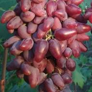 Саженец Виноград Дубовский розовый в контейнере