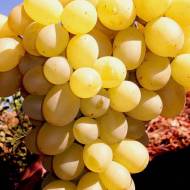 Саджанець Виноград кишмиш Володар в контейнері