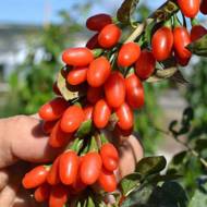 Саженец Годжи New Big в контейнере