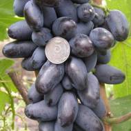 Саженец Виноград Байконур в контейнере