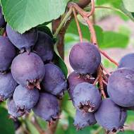 Саженец Ирга Слейт (Sleyt) в контейнере