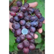 Саженец Виноград Памяти учителя