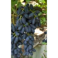 Саженец Виноград Академик